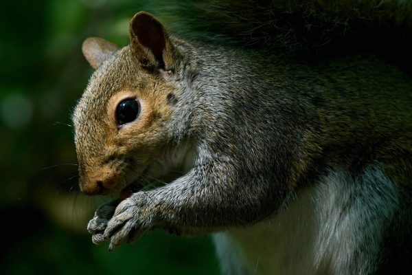 Deratizarea preventivă